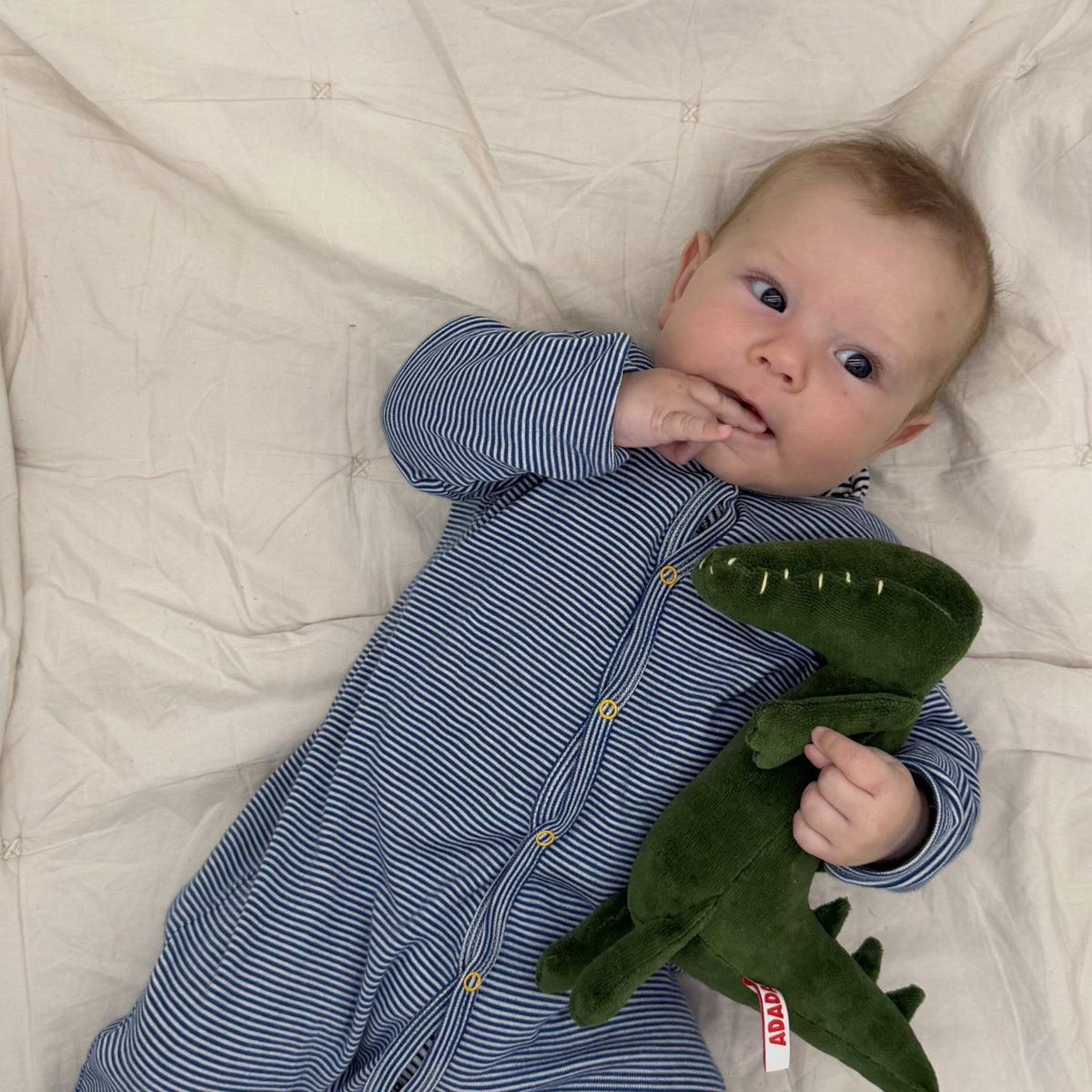 TONY LE CROCODILE - S - ADADA